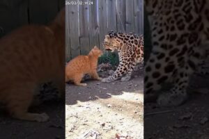 Leopard Attacks — Brave Mother Cat Fights Back Fearlessly! 😱🐆 #Shorts #birdtrend #leopard
