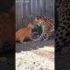 Leopard Attacks — Brave Mother Cat Fights Back Fearlessly! 😱🐆 #Shorts #birdtrend #leopard