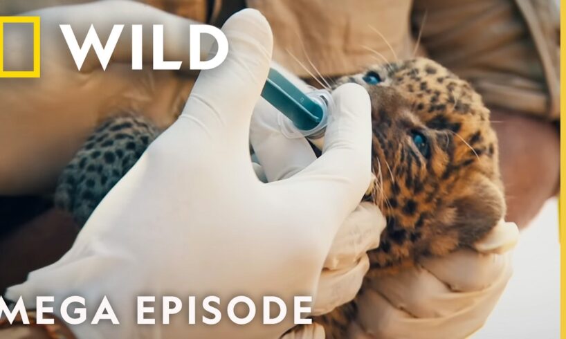 Leopards, Tigers, & Elephants | Jungle Animal Rescue | MEGA EPISODE | Nat Geo Animals