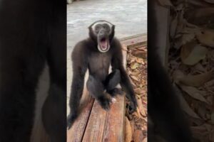 Let's all listen to the gibbon sing #animal #gibbons