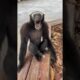 Let's all listen to the gibbon sing #animal #gibbons