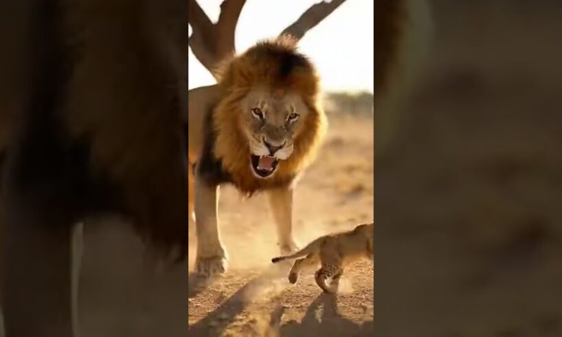 Lion Cub Won’t Stop Playing With Dad’s Tail 😂