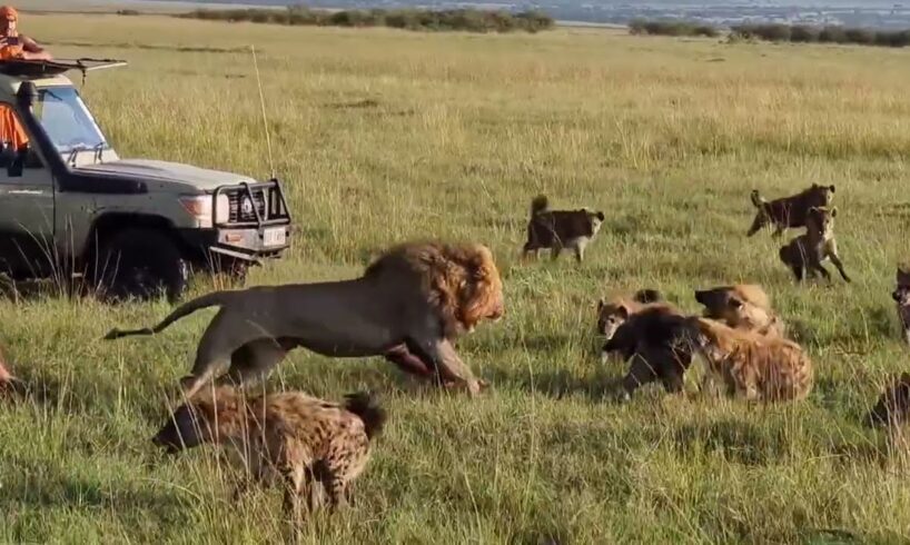 Lion King vs 30 Hyenas! Rare KILL!