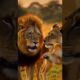 Lion Playing with His Mate – Rare Moment of Love in the Wild 🦁❤️ #Shorts