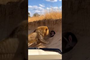 Lion Tries to Attack… But This Animal Fights Back #shorts #viral