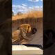 Lion Tries to Attack… But This Animal Fights Back #shorts #viral