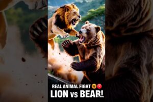 Lion vs Bear Real Fight | Animal Fights in the Wild | Wild Animal Attack #animalfight #lion