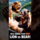 Lion vs Bear Real Fight | Animal Fights in the Wild | Wild Animal Attack #animalfight #lion