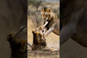 Lion vs Lion Brutal Fight for Territory | Wild African King Battle
