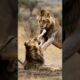 Lion vs Lion Brutal Fight for Territory | Wild African King Battle