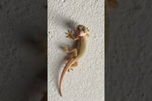 Lizard trending dance | #lizard #gecko #টিকটিকি #tiktiki #shorts