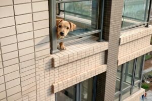 Loneliest Dog in the City Lived Across From Me . Until I Spoke Up