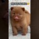 Lovely Cute Puppies 🥰 Cute Dog, Cute Pets, Cute Puppy😻