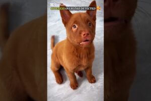 Lovely Cute Puppies😍 Cute Dog,  Cutest Puppy 🥰