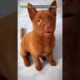 Lovely Cute Puppies😍 Cute Dog,  Cutest Puppy 🥰