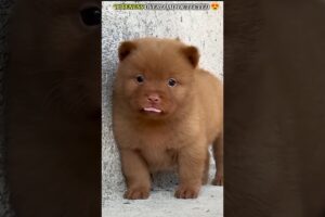 Lovely Cute Puppies😍 Cute Dog,  Puppy life, Cutest Puppy 🥰