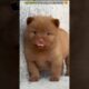 Lovely Cute Puppies😍 Cute Dog,  Puppy life, Cutest Puppy 🥰