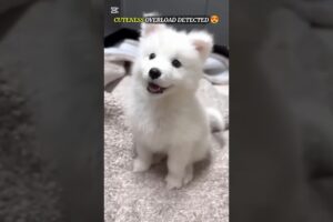 Lovely Cute Puppies 🥰 Viral Cute Dog, Cute Puppy 😻