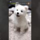 Lovely Cute Puppies 🥰 Viral Cute Dog, Cute Puppy 😻