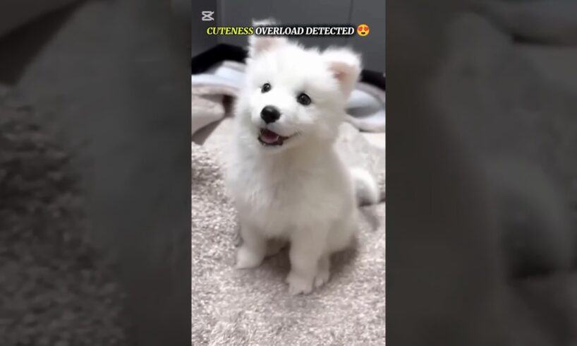 Lovely Cute Puppies 🥰 Viral Cute Dog, Cute Puppy 😻