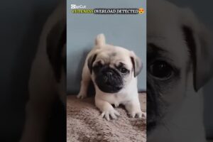 Lovely Cute Puppies 🥰 Viral Cute Puppy, Cute Pets, Cute Dog 😳