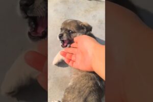 Lovely Cute Puppies and Dogs #shorts