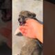 Lovely Cute Puppies and Dogs #shorts