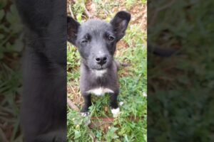 Lovely Cute Puppies #shorts