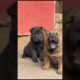 Lovely Cute Puppies ##shorts #cute