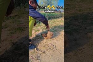 Lovely Cute Puppies #shorts​ #cute​ #puppy​ #pets​ #dog​ #funny​