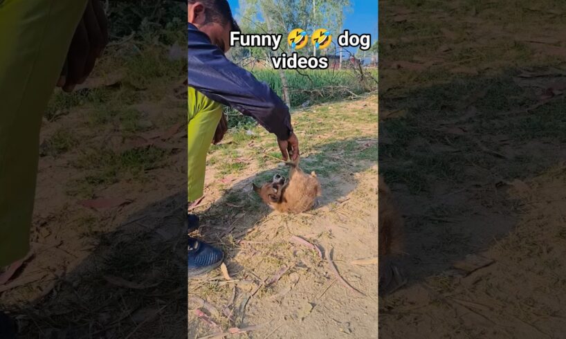 Lovely Cute Puppies #shorts​ #cute​ #puppy​ #pets​ #dog​ #funny​