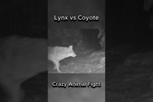 Lynx vs Coyote | Fierce Animal Fight #lynx #coyote #animalfight