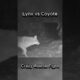 Lynx vs Coyote | Fierce Animal Fight #lynx #coyote #animalfight