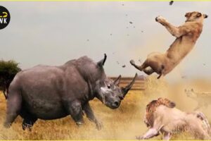 MOST Unbelievable LION Hunt Fail Ever Caught On Camera | Animal Fighting