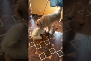Maddy playing with Monty – pure cuteness overload! 🐶🐱🐾 #catvideos #catshorts #dogshorts #petlover