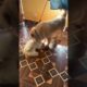 Maddy playing with Monty – pure cuteness overload! 🐶🐱🐾 #catvideos #catshorts #dogshorts #petlover