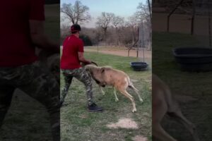 Man Fights Off Ram. #man #ram #fight #fighting #animals #funny #lol #hilarious #viral #shorts #short
