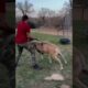Man Fights Off Ram. #man #ram #fight #fighting #animals #funny #lol #hilarious #viral #shorts #short