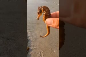 Man Rescued a Cute Seahorse
