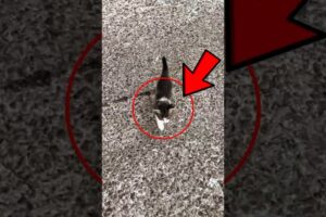 Man Rescues Stray Kitten — Then More Kittens Come Running 🐱💛