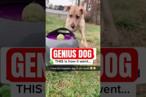 Meet the Genius Dog That Masters Fetch Without You!