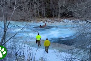 Men Rescue Three Deer Trapped on Cracking Ice