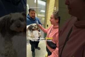 Missing Dog Reunites With Owner After 5 Years