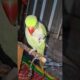 Mitthu Playing 🌸🦜 #talkingparot #birds #pets #animals #shortsfeed #greenparrot #parrottalking