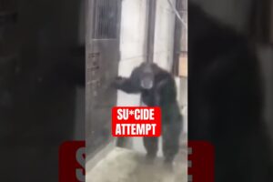 Moments Animals Have A Near Death Experience