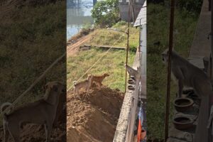 Monkey and dog playing #animals #god #hanuman #dog #straydog #friends #viral #trending #manjulapatel