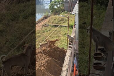 Monkey and dog playing #animals #god #hanuman #dog #straydog #friends #viral #trending #manjulapatel