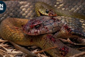 Most Amazing VENOMOUS SNAKE Strikes Caught on Camera! | Animal Fights