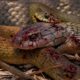 Most Amazing VENOMOUS SNAKE Strikes Caught on Camera! | Animal Fights
