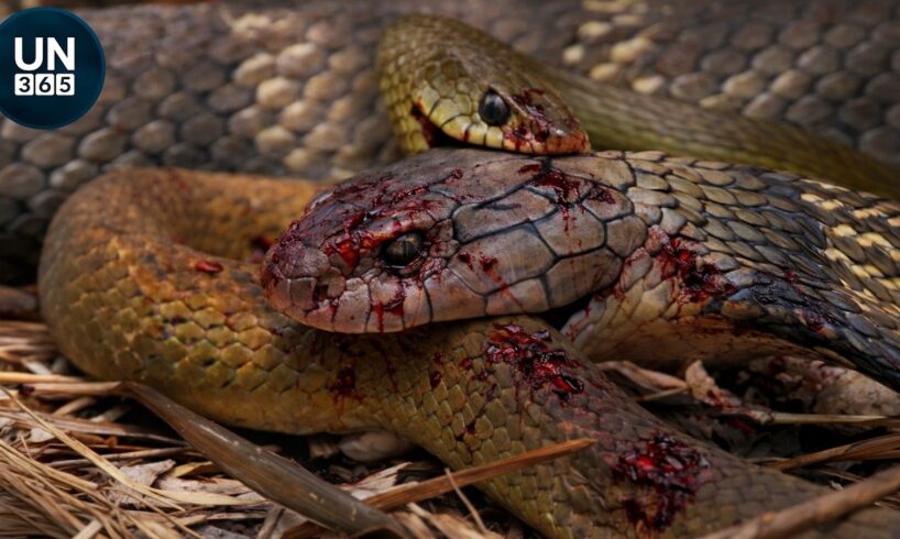 Most Amazing VENOMOUS SNAKE Strikes Caught on Camera! | Animal Fights